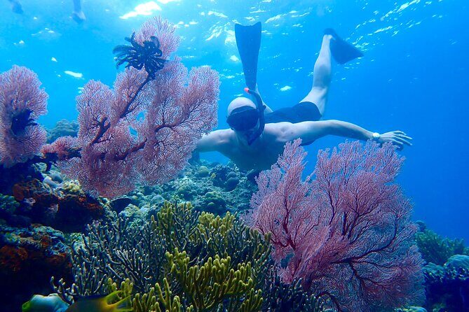 Snorkeling in Menjangan Island with Pickup and Lunch - A Closer Look at Snorkeling in Menjangan Island with Pickup and Lunch