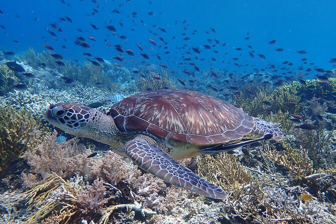 Snorkeling in Menjangan Island with Pickup and Lunch - Key Points