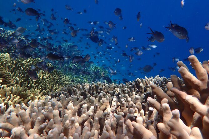 Snorkeling in Menjangan Island with Pickup and Lunch - The Value of a Well-Organized, Authentic Experience