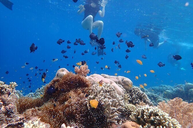 Snorkeling in Menjangan Island with Pickup and Lunch - FAQs