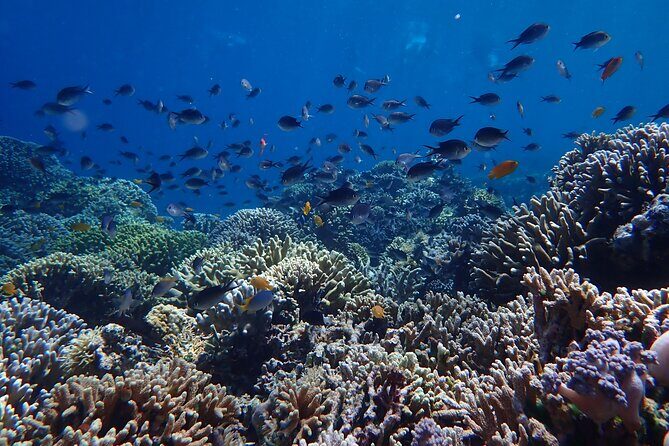 Snorkeling in Menjangan Island with Pickup and Lunch - Final Thoughts