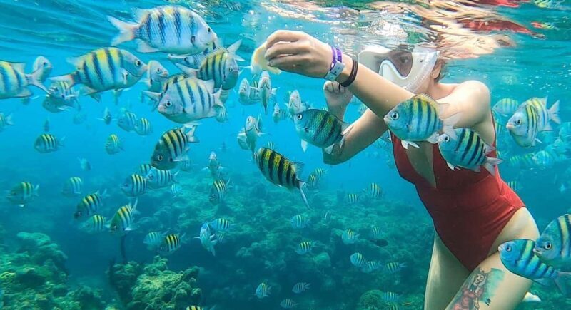 Snorkeling in Montego Bay with Transportation - The Experience: What to Expect from Start to Finish