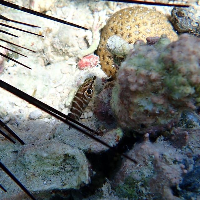 Snorkeling in Montego Bay with Transportation - FAQ