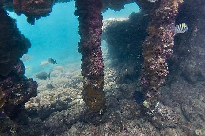 Snorkeling in Paradise - Videos Included - Frequently Asked Questions