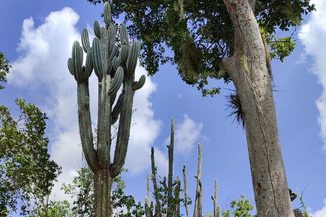 Snorkeling in the Cenotes of Bayahibe - The Sum Up