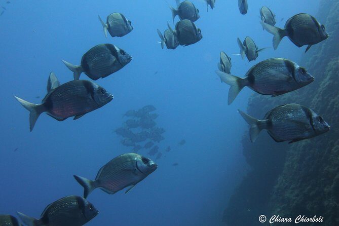 Snorkeling in the Marine Protected Area of Capo Carbonara - Final Thoughts