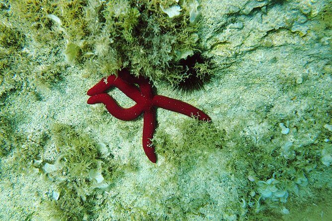 Snorkeling in Ustica (observation of marine flora and fauna) - An In-Depth Look at the Ustica Snorkeling Tour