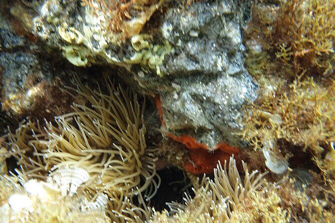 Snorkeling in Ustica (observation of marine flora and fauna) - FAQ