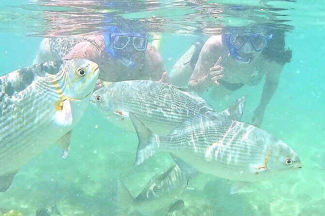 Snorkeling in Waikiki Many Fish All Levels Free Video & Pics! - Key Points