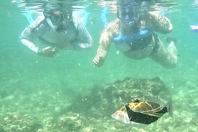 Snorkeling in Waikiki Many Fish All Levels Free Video & Pics! - FAQs