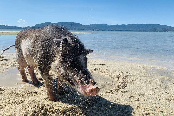 Snorkeling & Kayaking Trip at Koh Madsum and Koh Tan By Speedboat From Koh Samui - Who Is This Tour Best Suited For?