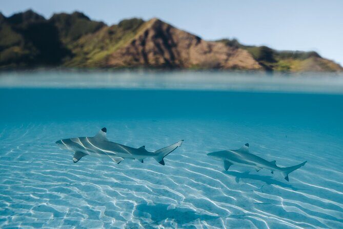 Snorkeling Lagoon Cruise and Whale Watching in Moorea - Key Points