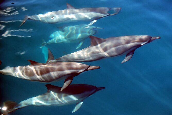 Snorkeling Lagoon Cruise and Whale Watching in Moorea - Who Should Consider This Tour?