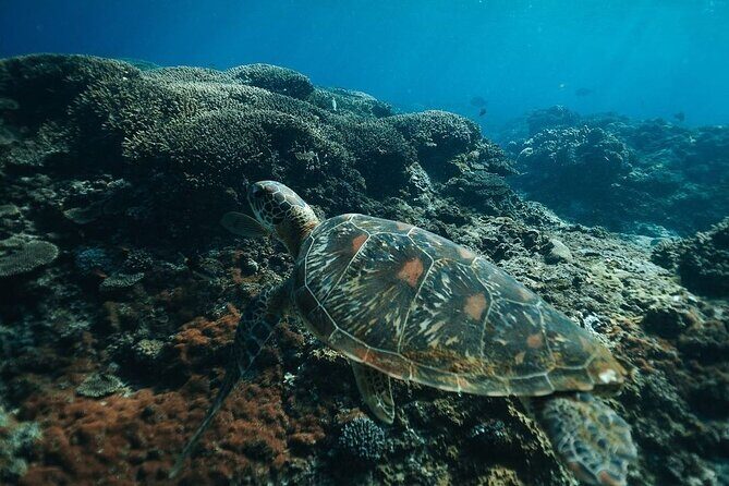 Snorkeling Manta Rays and Land Tour Nusa Penida  All-Included - FAQ