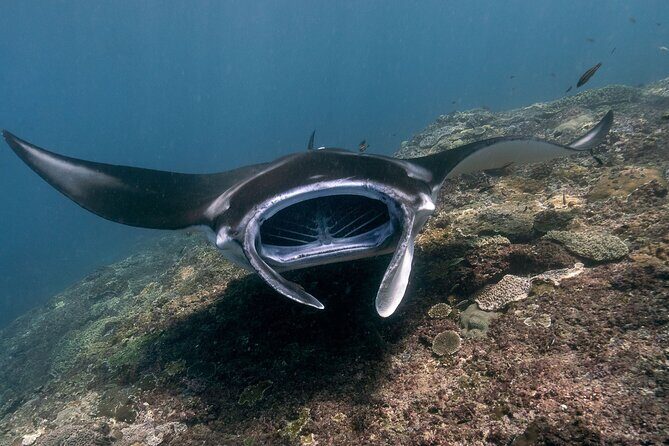 Snorkeling Manta Rays, Land Tour Tembeling Pool & Kelingking - An In-Depth Look at the Snorkeling Manta Rays and Land Tour of Nusa Penida