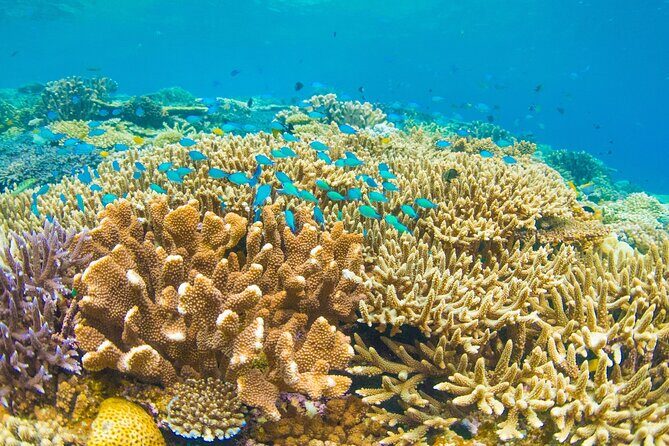 Snorkeling Manta Rays, Land Tour Tembeling Pool & Kelingking - Who Is This Tour Perfect For?