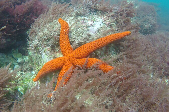 Snorkeling - Marine Park Discovery - FAQ
