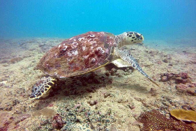 Snorkeling On Beautiful Rock Island - Unawatuna by Boat - Who Should Consider This Tour?