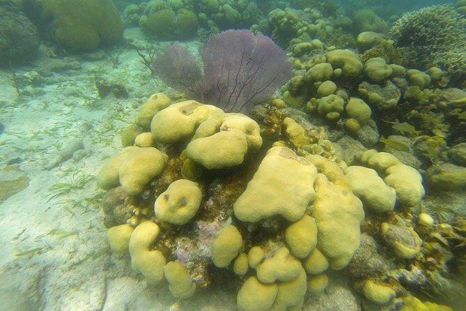Snorkeling on The Caribbean side of Panama - Key Points