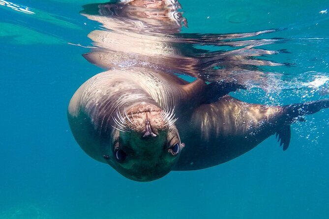 Snorkeling Open Ocean Wildlife Safari in Los Cabos with Photos Included - The Experience in Detail