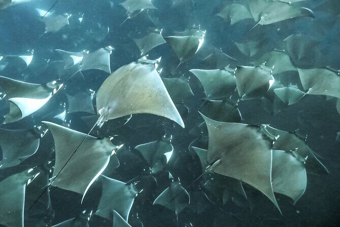 Snorkeling Open Ocean Wildlife Safari in Los Cabos with Photos Included - Who Is This Tour Best For?