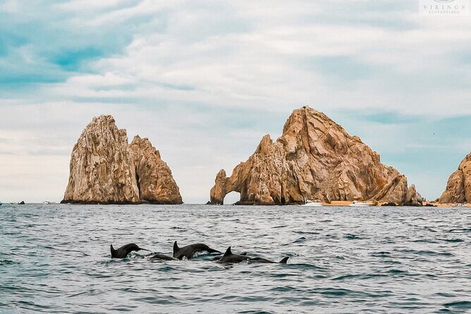 Snorkeling Open Ocean Wildlife Safari in Los Cabos with Photos Included - Final Thoughts on Value and Experience