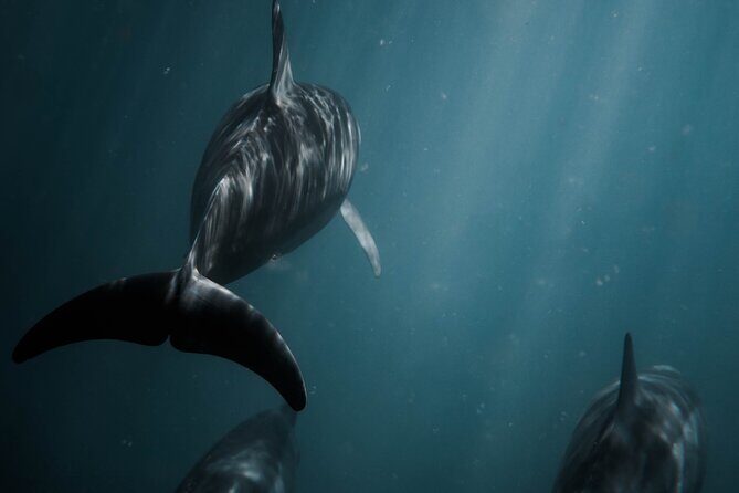 Snorkeling Open Ocean Wildlife Safari in Los Cabos with Photos Included - Frequently Asked Questions