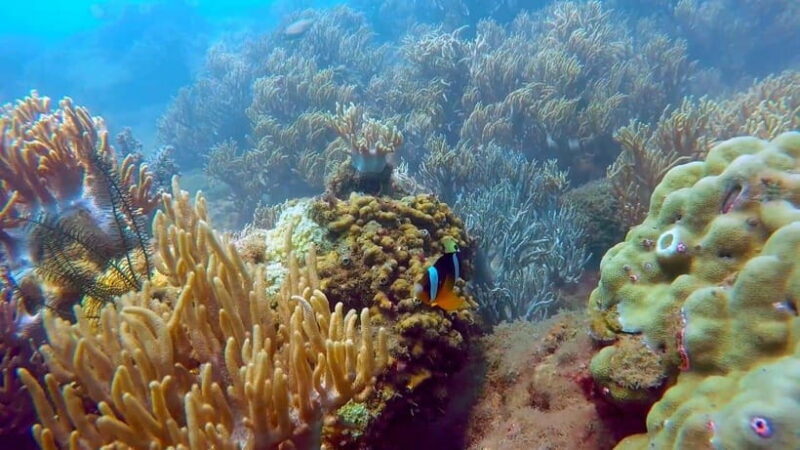 Snorkeling Or Scuba Diving In Cham Islands - What Makes This Tour Stand Out?