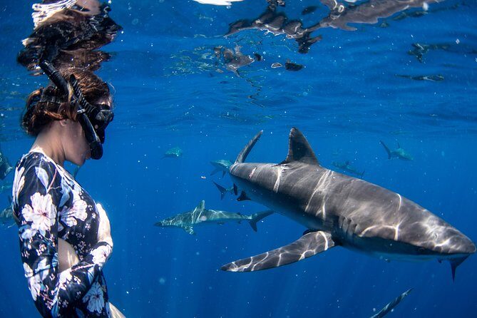 Snorkeling or Swimming with Sharks in Cabo San Lucas - The Value of the Tour