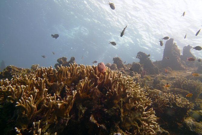 Snorkeling Package at Tulamben Liberty Shipwreck - Key Points