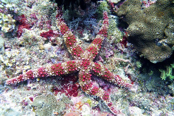 Snorkeling Package at Tulamben Liberty Shipwreck - Final Thoughts: Is This Tour for You?