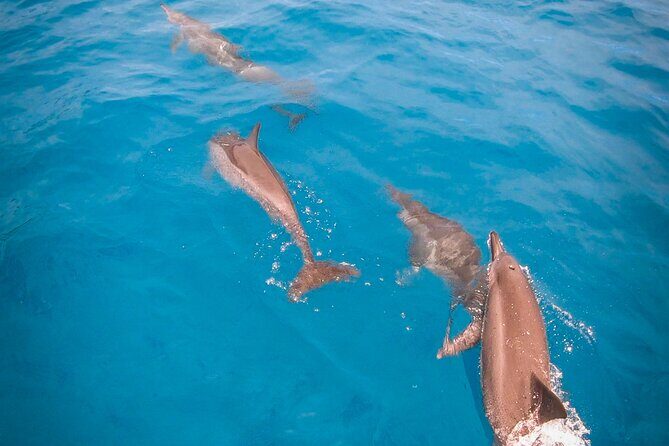 Snorkeling picnic in 5 hours with lunch in Tahiti - Exploring Tahiti’s Marine Wonders: A Deep Dive into the Snorkeling Picnic Tour