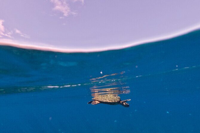 Snorkeling picnic in 5 hours with lunch in Tahiti - Final Thoughts