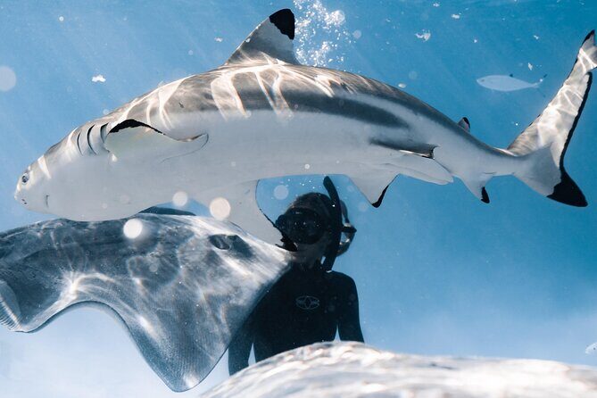 Snorkeling Safari Moorea (Half Day Tour) - A Deeper Look at the Moorea Snorkeling Safari