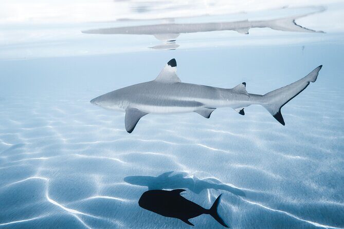 Snorkeling Safari Moorea (Half Day Tour) - Who Should Consider This Tour?