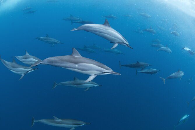 Snorkeling Safari Moorea (Half Day Tour) - Frequently Asked Questions