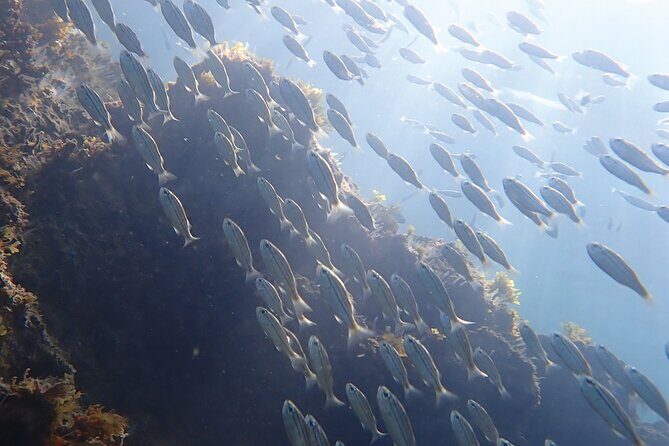 Snorkeling San Carlos with a Marine Biologist - FAQ