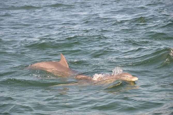 Snorkeling, Shelling & Eco Excursion - FAQ