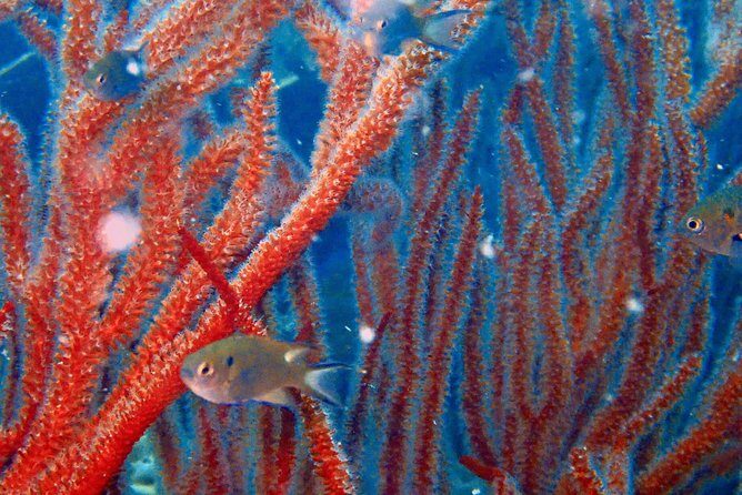 Snorkeling ( start at Ko Kut) - A Practical Look at the Koh Kood Snorkeling Tour