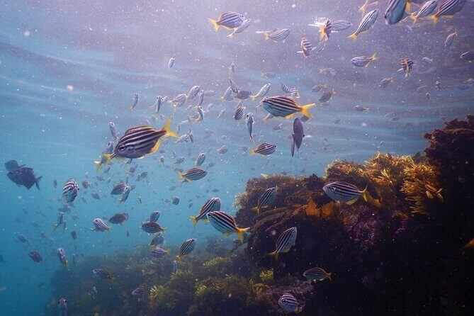 Snorkeling To Discover Sydney's Underwater Wonders - The Breakdown of the Tour Experience