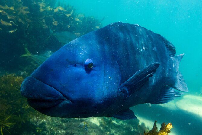 Snorkeling To Discover Sydney's Underwater Wonders - Authentic Feedback & Highlights from Reviews
