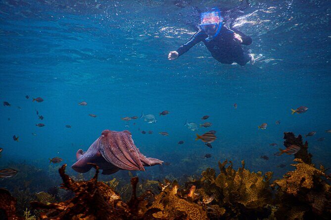 Snorkeling To Discover Sydney's Underwater Wonders - The Sum Up