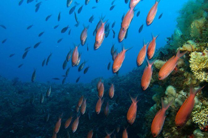 Snorkeling tour around the Isola Bella Nature Reserve - What It’s Like in the Water