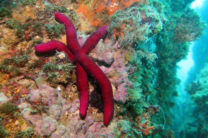 Snorkeling tour around the Isola Bella Nature Reserve - Final Thoughts: Is It Worth Your Time?