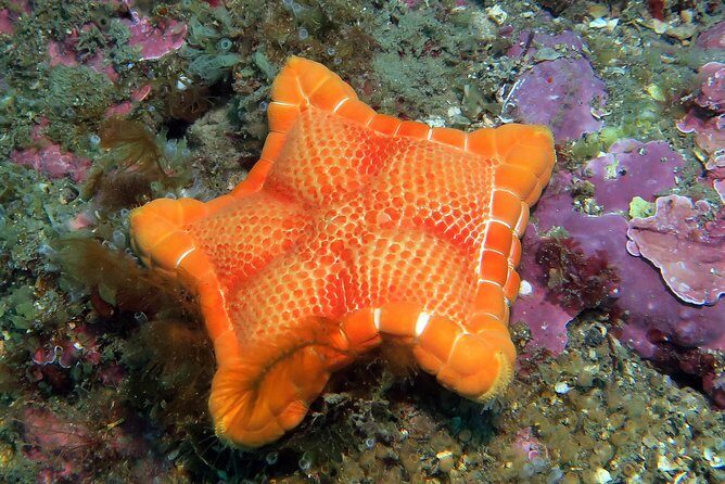Snorkeling tour around the Isola Bella Nature Reserve - FAQ