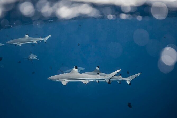 Snorkeling tour by boat on Moorea - Key Points