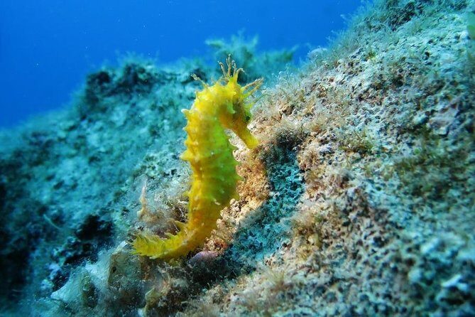 Snorkeling tour coast to coast Taormina & Isola Bella - A Closer Look at the Sicily Snorkeling Experience