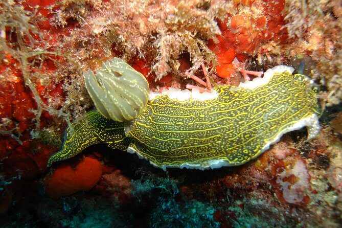 Snorkeling tour coast to coast Taormina & Isola Bella - Who Will Love This Tour?