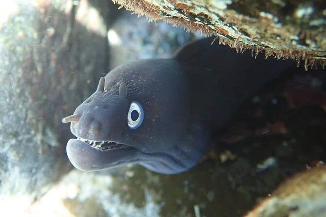 Snorkeling Tour - Exploring Porto Santo’s Underwater World