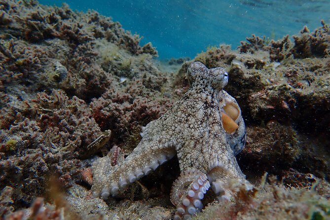 Snorkeling Tour - Who Will Love This Tour?